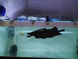 Dijual aquarium beserta kaki nya