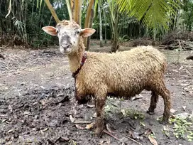 Di jual kambing texel silangan merino jantan