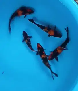 Ikan koi size 20cm