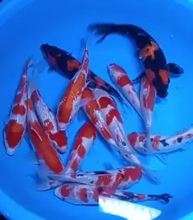 Ikan koi size 20cm sampai 25cm