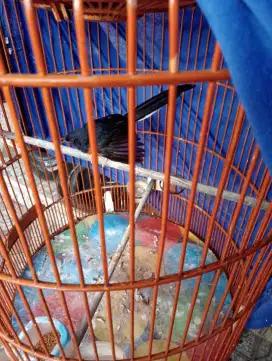 Jual burung murai batu Medan gacor