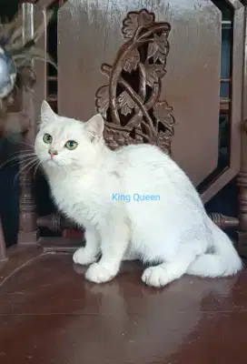 Kucing British Shorthair Silver Shaded Jantan 5 bulan Parent Ped