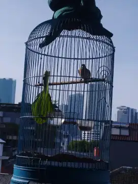 Burung redsikin betina siap produksi bater jg blh sama betina kacer