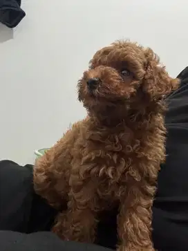 Toy Poodle 2 bulan Puppy Anjing