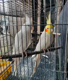 Sepasang burung falk Australia