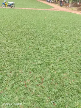 Jual rumput gajah mini dan jasa pasang rumput