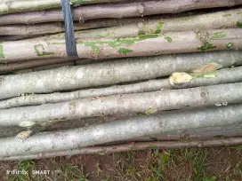 Jual batang kelor 1x1 mtr