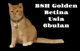 BSH BETINA 6BULAN