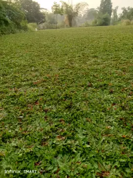 Tukang rumput paitan atau gajah biasa