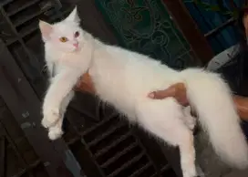 Kucing persia betina 10 bln lg birahi