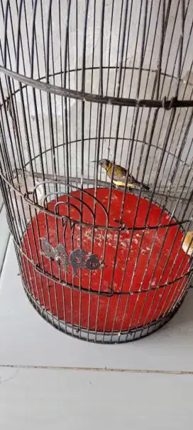 Burung sri ganti jantan gacoran