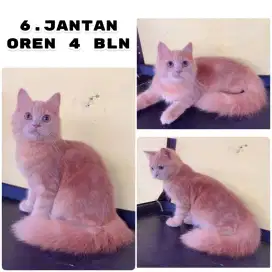 Kucing ras kitten persia abu dan oren