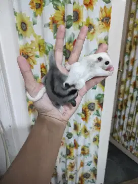 Sugar Glider Joey Platmoz dan Low Moza