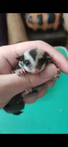 Sugar Glider Classic Grey (CG) Jantan Joey