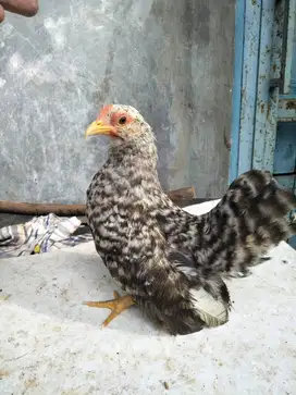 Ayam Kate Betina Ceper Calon Indukan Istimewa