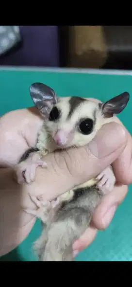 Sugar Glider Mozaik Jantan Joey