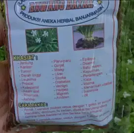 Bawang dayak asli ramuan tradisional kalimantan