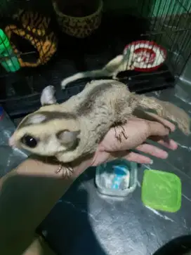 Sugar Glider Jantan Jenis WF Galak