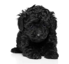 Dijual Anjing Betina Black Toy Poodle Hitam Puppy Berkualitas