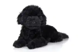 Dijual Anjing Betina Black Toy Poodle Puppy Female Berkualitas