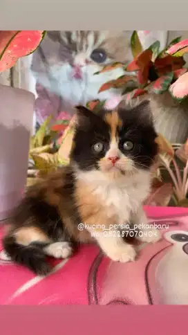 Anakan Persia betina warna cantik Calico belang tiga bulu panjang