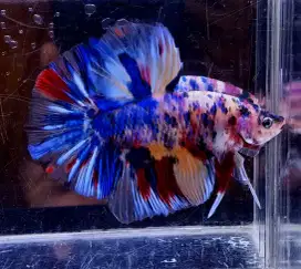 ikan cupang giant multicolor