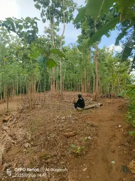 TANAH MURAH KEBUN KAYU ANGSANA WLAHAR KALIBAGOR