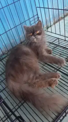 Kucing Persia Betina