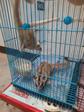 Sugar glider 4 ekor