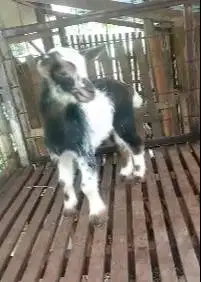 sepasang anakan kambing hias mini peranakan pygmi F2 Tb 30cm 4 bulanan