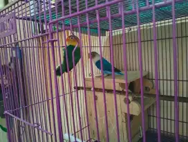 Burung Lovebird sepasang