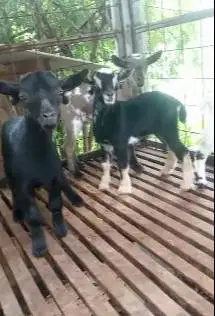 sepasang anakan kambing mini peranakan pygmi F2 4 bulanan TB 30cm-an