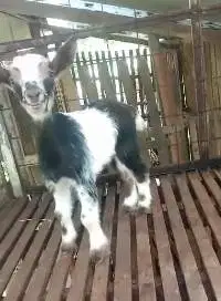 sepasang anakan kambing hias mini peranakan pygmi TB 30cm 4 bulanan ok