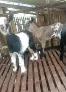 sepasang anakan kambing hias mini peranakan pygmi F2 4bln TB 30cm-an