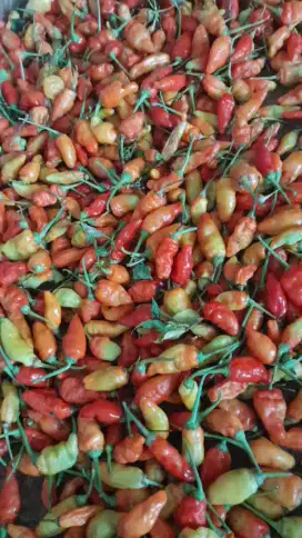 CABE RAWIT CABE MERAH 1KG