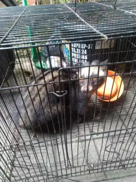 Musang pandan jumbo