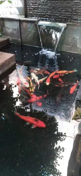 Ikan Koi borongan 1 kolam