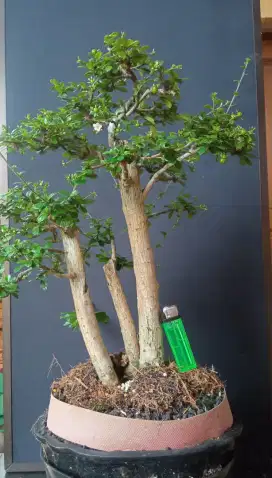 Bonsai hokianti medium