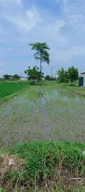 Di jual: Tanah kapling sawah/pekarangan colomadu, karanganyar