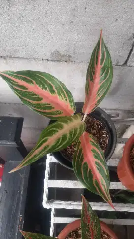 Aglonema pink beby sunset