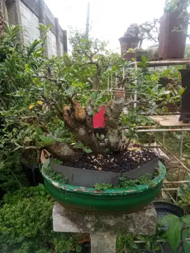 Bonsai serut raft medium