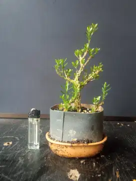 Bonsai boksus mame