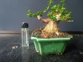 Bonsai Sancang mame pot keramik