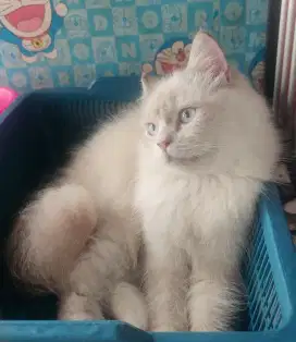 Kucing Persia JANTAN Himalaya mata biru