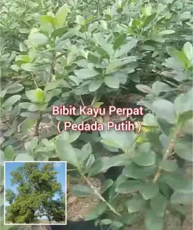 Bibit Kayu Perpat Tinggi 25 cm