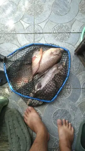 Ikan gurame segar