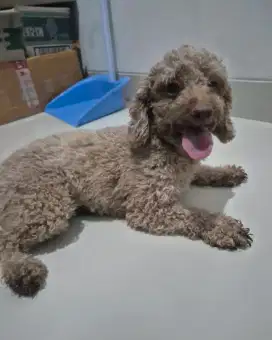 Mini Toy Poodle Betina Apricot