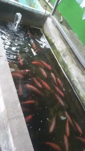 Ikan nila merah segar