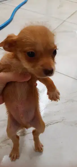 Anak Anjing Chihuahua Puppy Jantan 1 Bulan Sehat Jinak Aktif Lincah