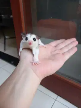 Sugar glider mozaic